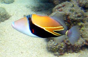300px-Reef_Triggerfish_1