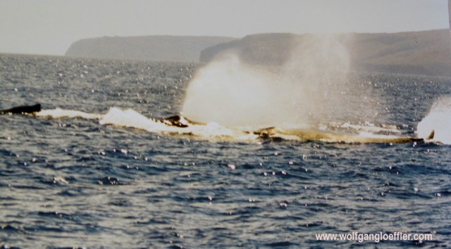 Wale vor Maui