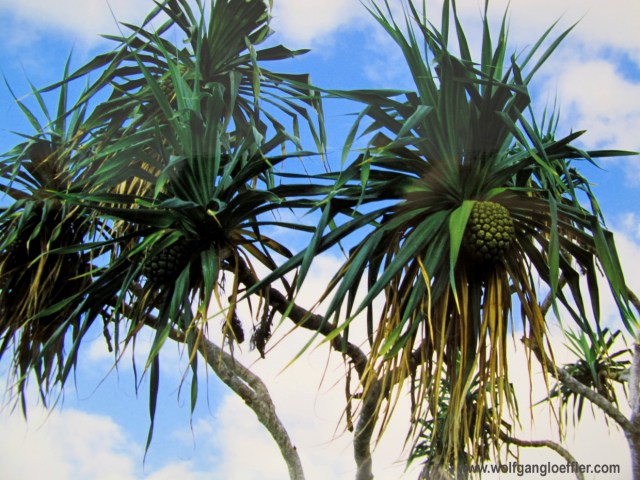 Typische Pflanze von Hawaii