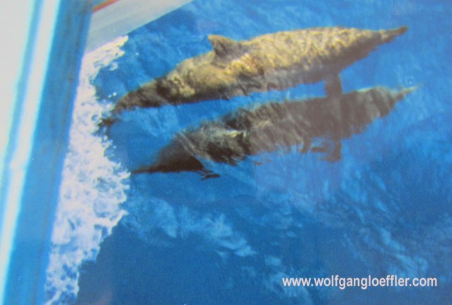 Delphine schwimmen um ein Boot