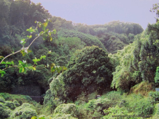 Regenwald auf Maui