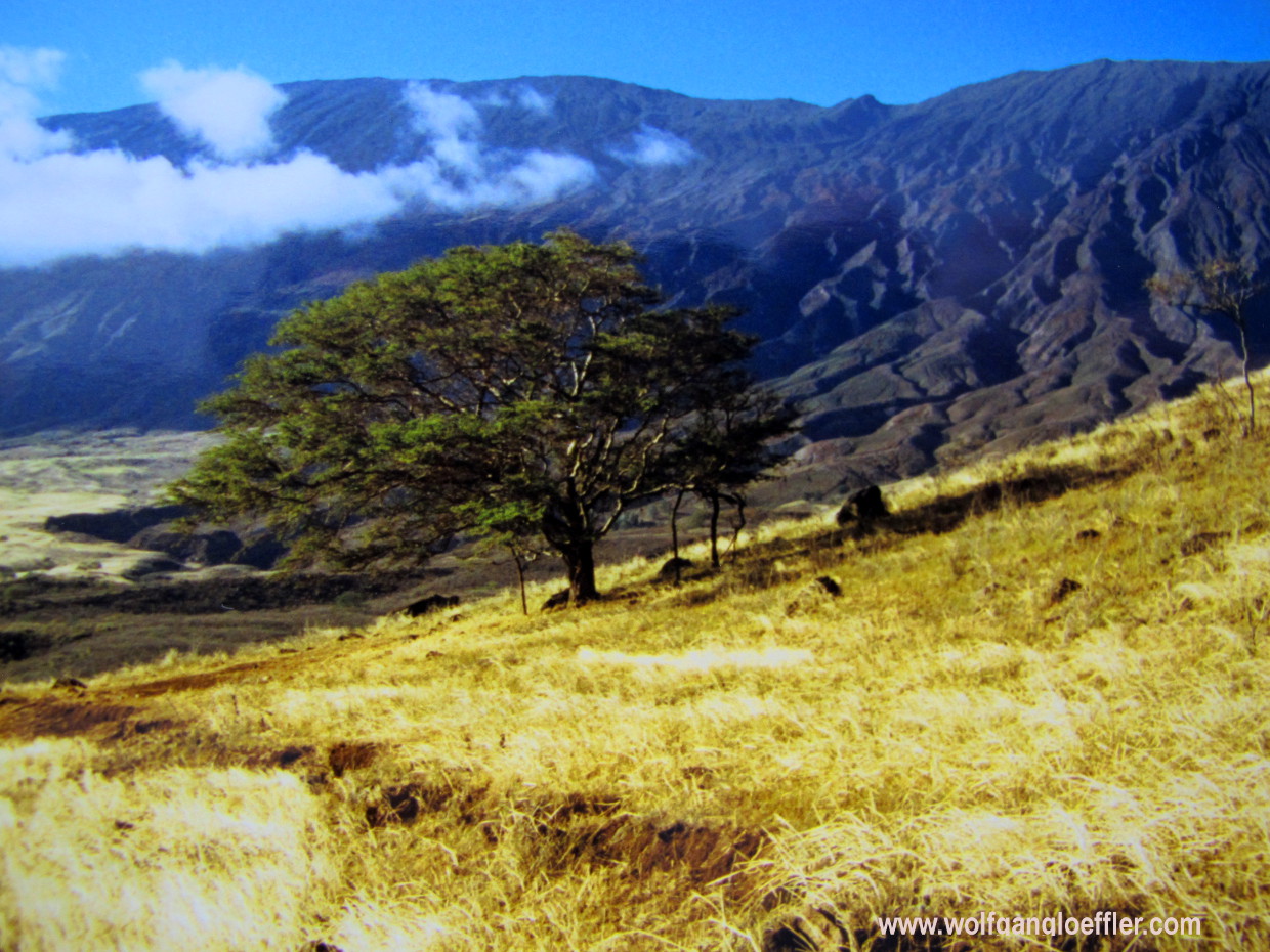 Ein einzelner Baum steht auf einer trockenen Wise vor imposanter Bergkulisse