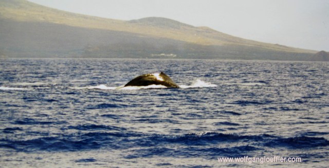 Wal der seinen Rücken zeigt