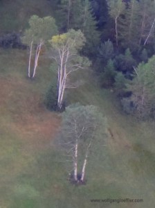 Luftaufnahme von weißen Birken auf einer Wiese