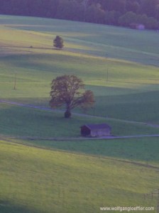 Eine Scheune vor einem einsamen Baum auf einer Wiese