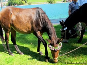 Ein Pferd mit einem Blumenkranz am Kopf