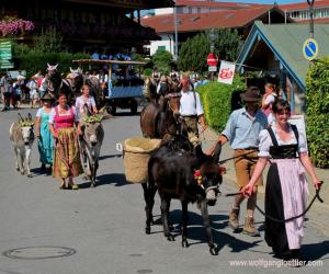 Eine Trachtengruppe führt Esel bei einem Umzug