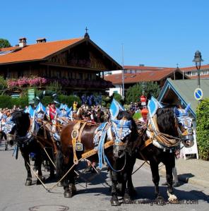 Festlich mit blauem Geschirr geschmückte Pferde