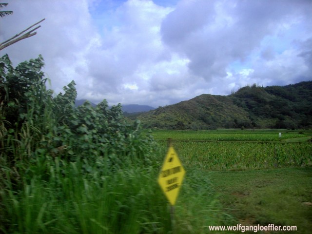 green taro fileds in front of mountains