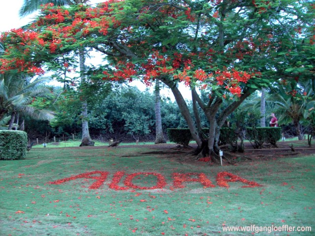 Aloha written with flowers