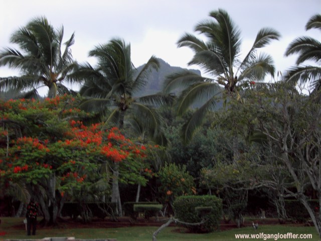 a mounatin called sleeping giant seen through palm trees