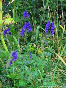 Blauer Rittersporn blüht in einer Wiese
