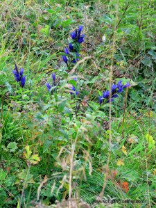 Blauer Stielenzian wächst auf einer Wiese