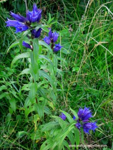 Nahaufnahme einer Gruppe von blauem Stielenzian