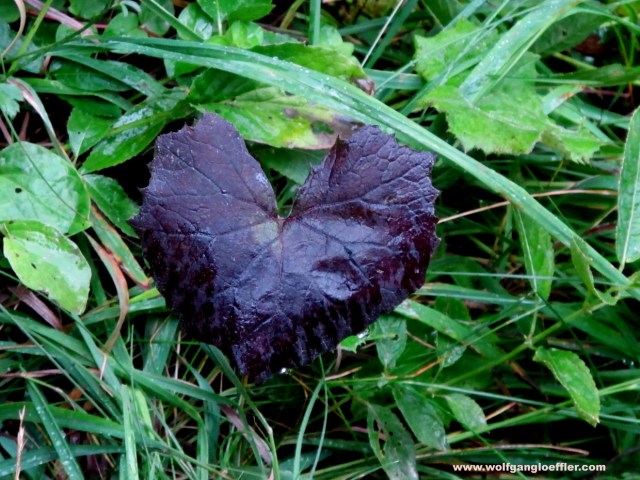 Rotes Blatt in Herzform