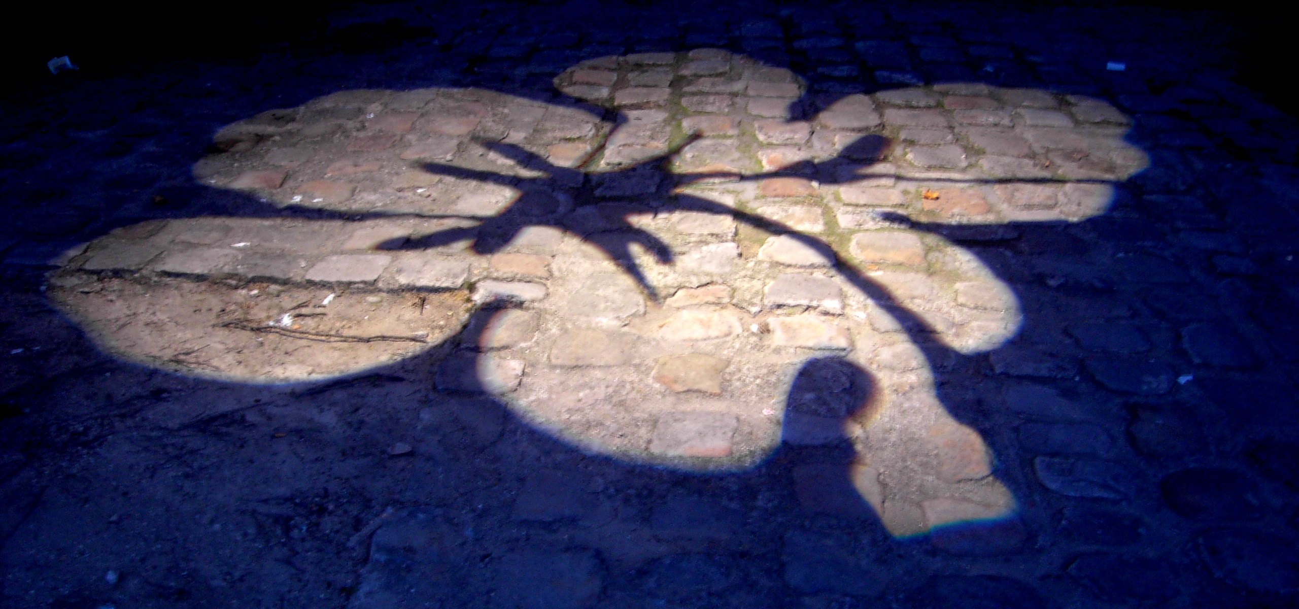 Eine Hibiskusblüte wird von einem Strahler auf das Straßenpflaster projiziert