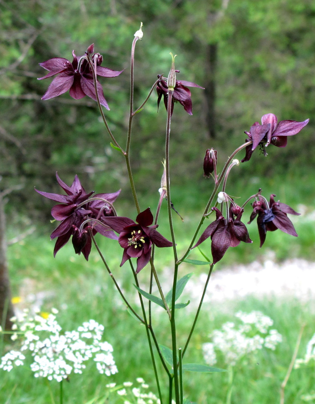 108-dunkellila akelei