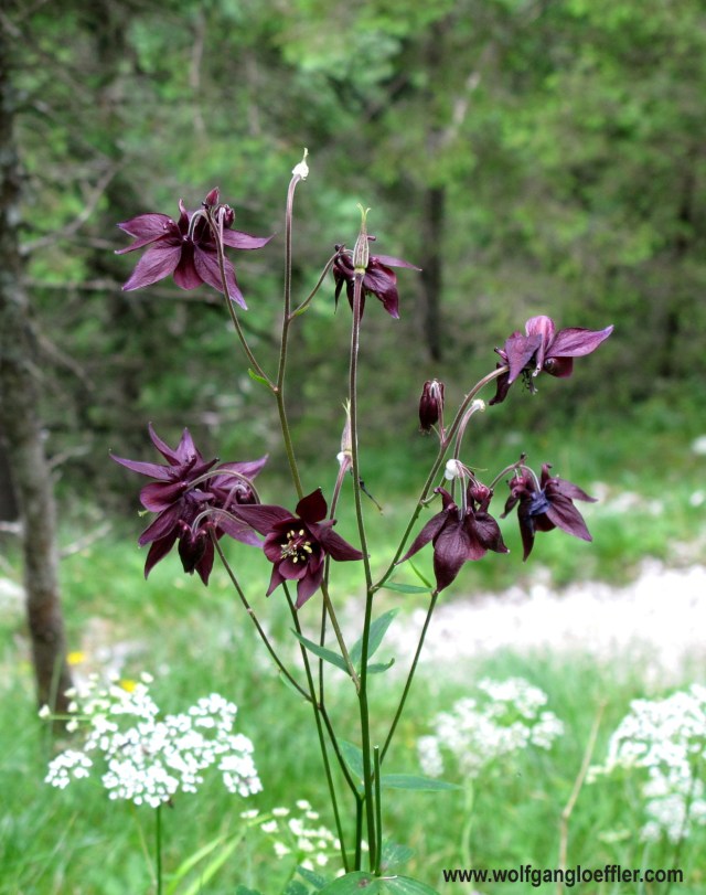 108-dunkellila akelei